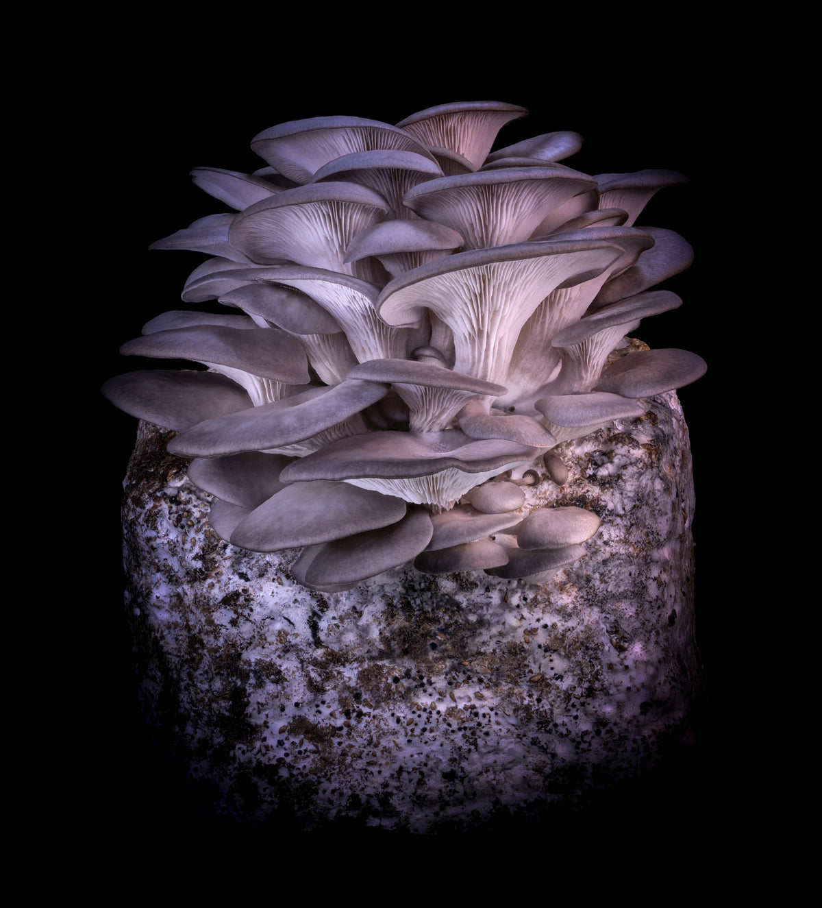 Kay Minter | Grey Oyster